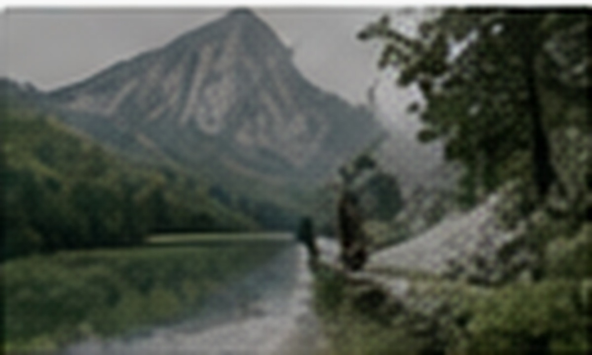 Photograph for Willow & Pine: willow and pine 01